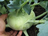 green queen kohlrabi, asian kohlrabi, new dimension seed