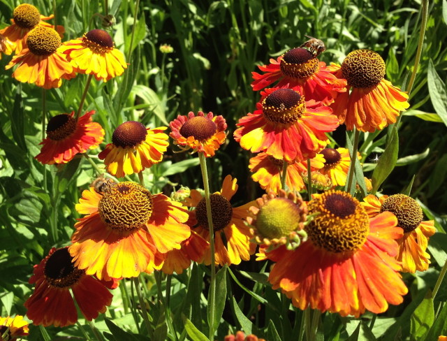bee-friendly helenium flowers