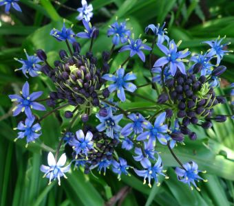 drought tolerant scilla peruviana
