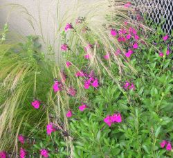 pink texas sage with Mexican feather grass