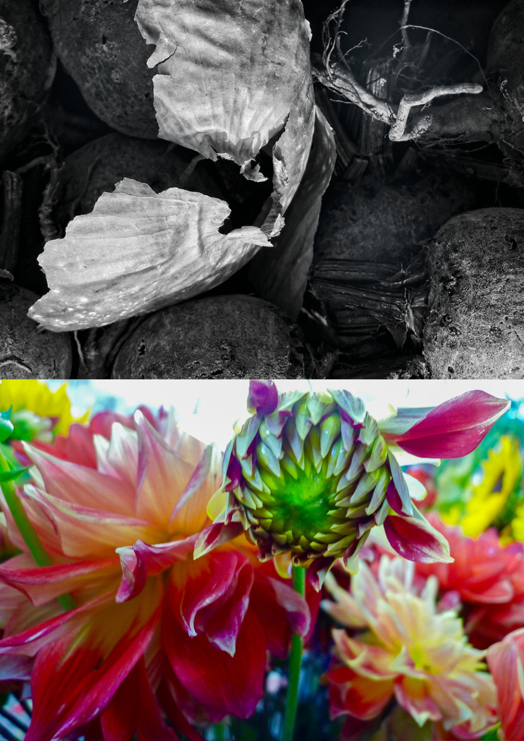 0915 farmers market 03 vm2tmr