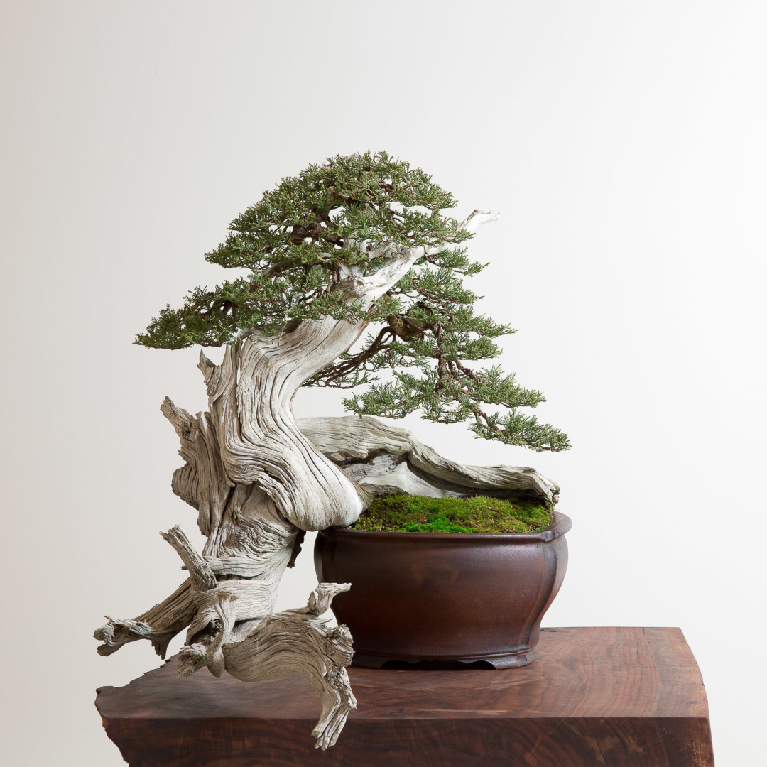 Tree 1 kgvpqh