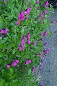 salvia greggi