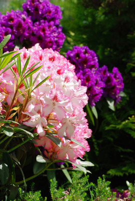 pink and purple rhododendrons