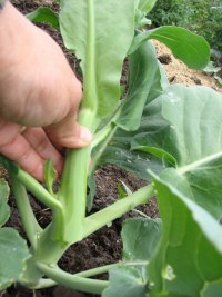 gai lan, chinese greens, new dimension seed