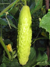 stallion white cucumber, asian cucumber, new dimension seed