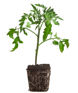 When to plant tomatoes in Portland