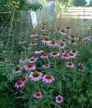 echinacea