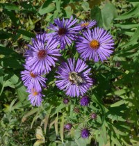 bee on purple aster flower
