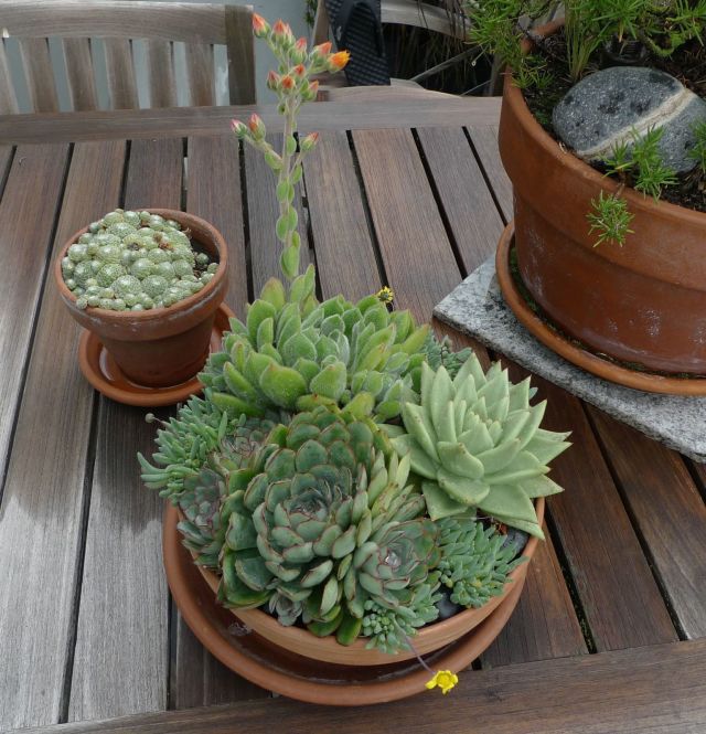 Echeveria in bowl with Sempervivum