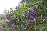 Renees Garden North Shore Sweet Pea