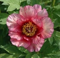 PeonyRuffledSunset