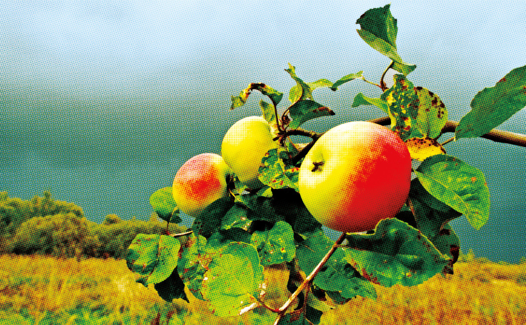 0815 apples fqcnqe