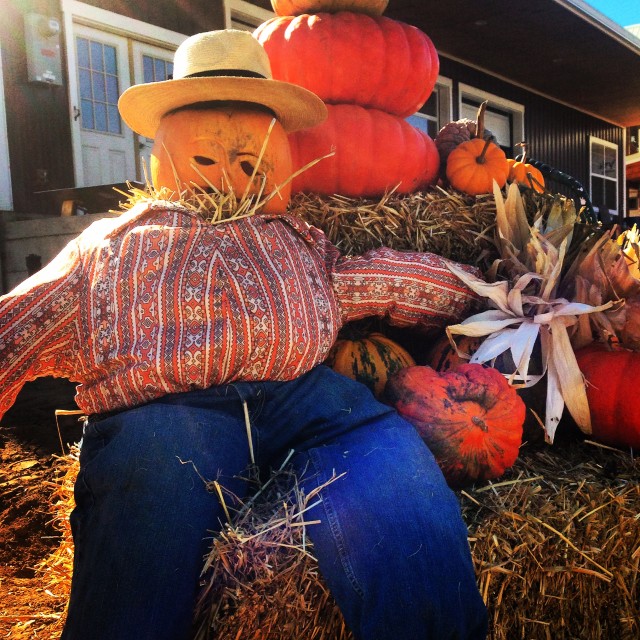 Our table pumpkin patch jjb5ze