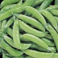 territorial seed super sugar snap pea