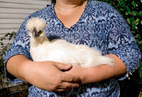spaces sustain chickens