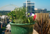 spaces garden edible herbs cover