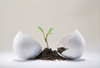 spaces garden edible egg