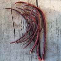 yard_long_bean