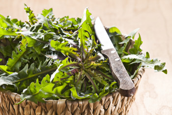 Dandelion greens