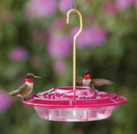 Hummingbirds feeding