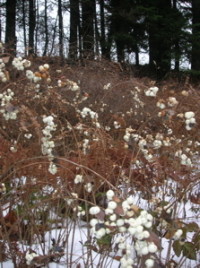 snowberry field