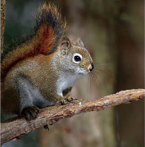 0714 fauna finder squirrel scrluy