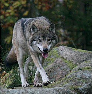 0714 fauna finder wolf cnzdpq