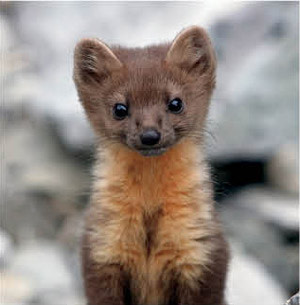 0714 fauna finder marten pp6bd2