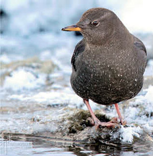 0714 fauna finder bird xjvyam