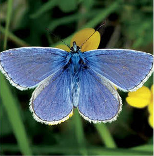 0714 fauna finder butterfly swgby6