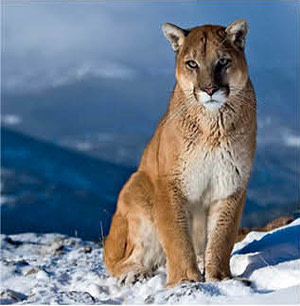 0714 fauna finder mountain lion zd7mm9