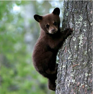 0714 fauna finder bear enkp3m