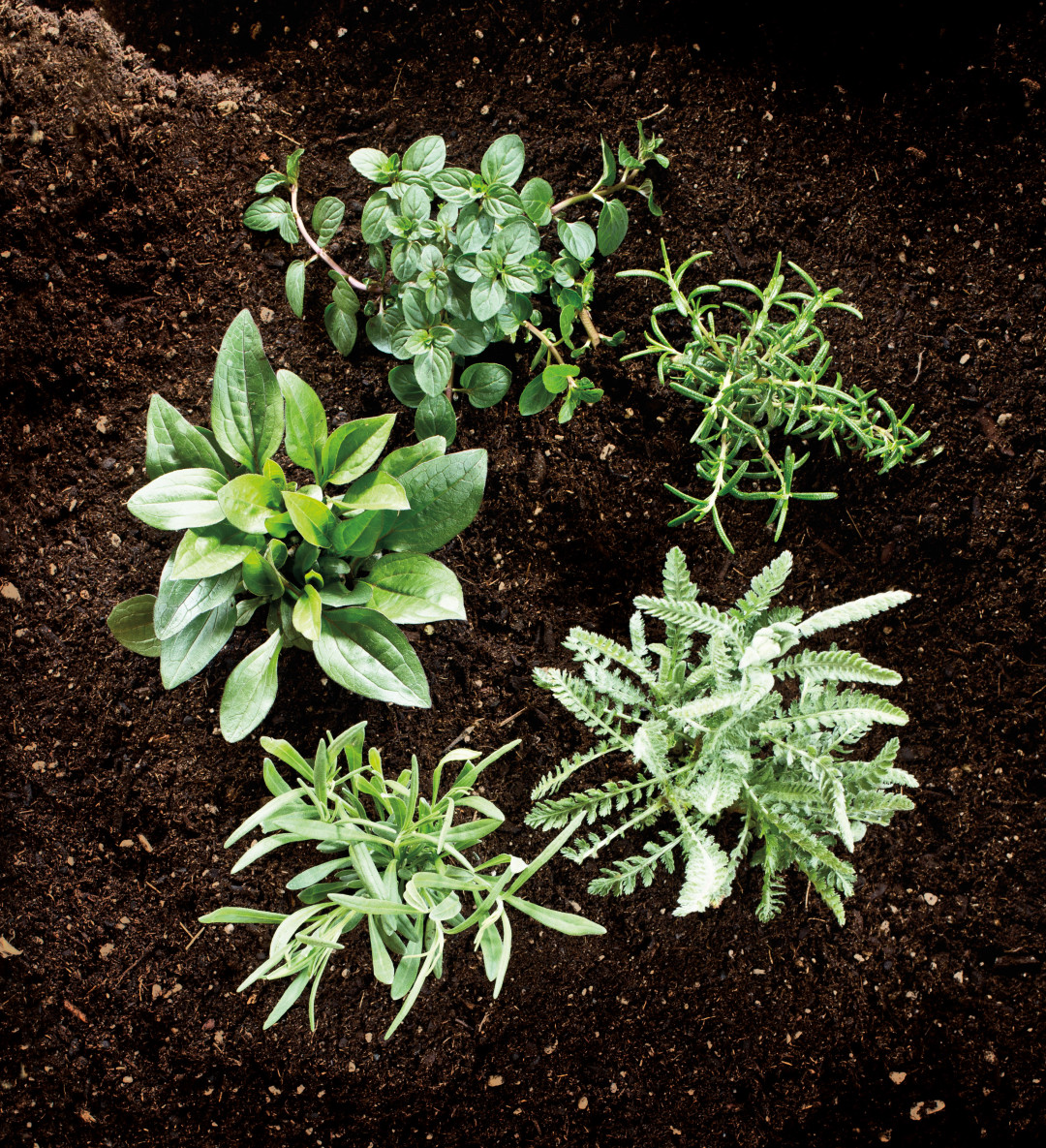 0715 herb garden wmsqne