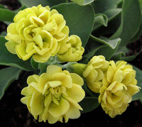 primula1