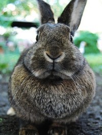 bunny