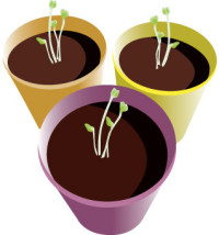 Spring Seeds