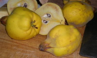 Smyrna quince