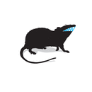 Rat Illustration