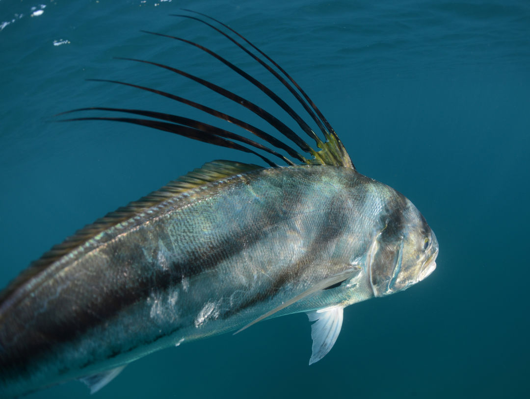 up to four feet in length and have zebra stripes and a spiky