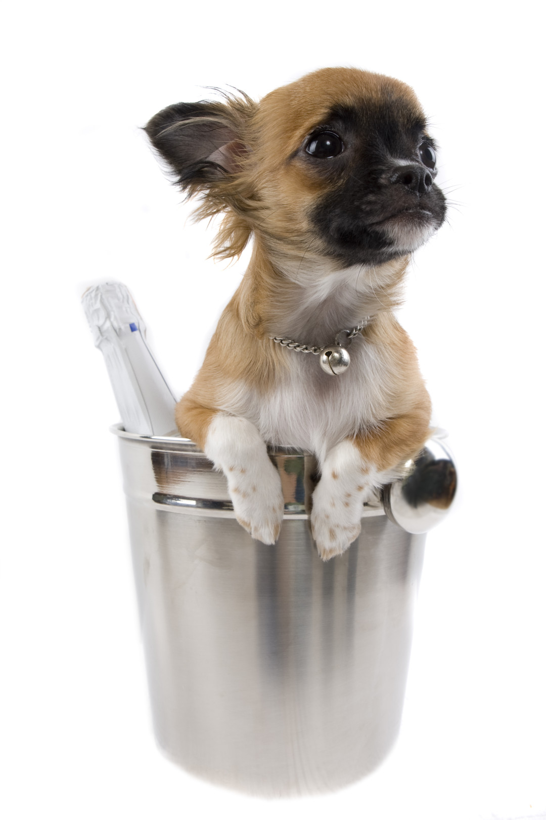 Shutterstock 11316439 p43tc3