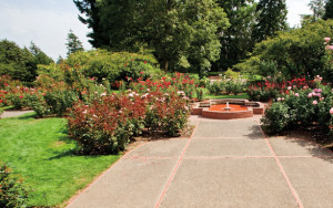 Portland International Rose Test Garden