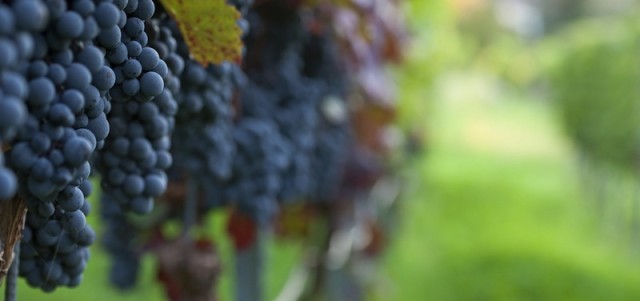 Pinot noir grapes on the vine
