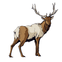 elk