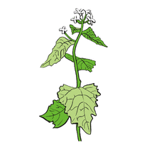 garlic mustard