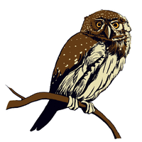 northern pygmy owl