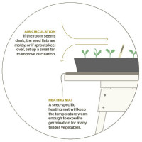spaces edible starts diagram2