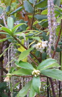 daphne odora marginata alba