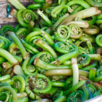 fiddlehead ferns