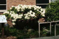 seattle university shakespeare garden